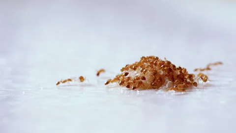 Home Pests Pharaoh Ants Pull Apart Drop of Sweet Food Found on Kitchen Table Video stock 156426654