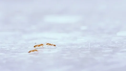 Home Pests Pharaoh Ants Run Along Path on Kitchen Table Video stock 125239666