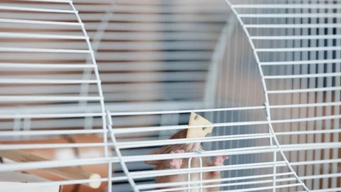 Home pet. Domestic rat eats cheese while sitting in a cage. Stock Footage 170882401