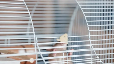 Home pet. Domestic rat eats cheese while sitting in a cage. Stock Footage 170882580