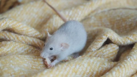Home pet. The rat eats cheese. Stock Footage 170882606
