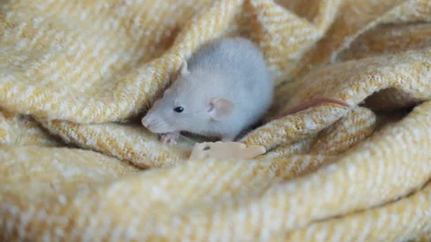 Home pet. The rat eats cheese. Stock Footage 170882661