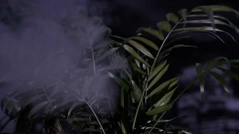 Home plant Stock Footage 226351527