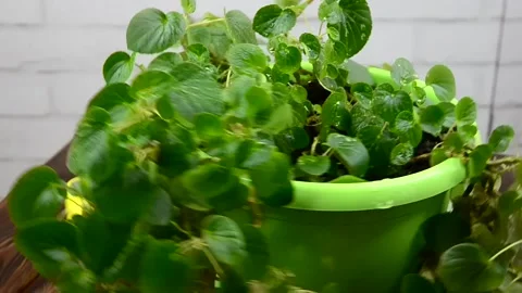 Home plant rotation Stock Footage 155577245