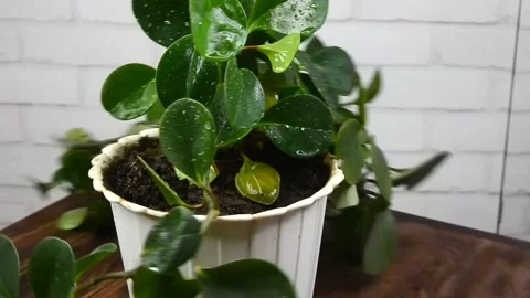 Home plant rotation Stock Footage 155577270