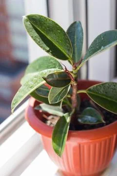 Home plant on a windowsill Foto stock