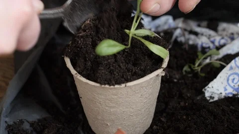 Home planting. Preparing soil. Stock Footage 91632156