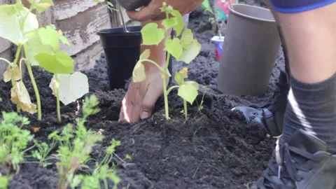 Home planting vegetables in the garden Stock Footage 132463243