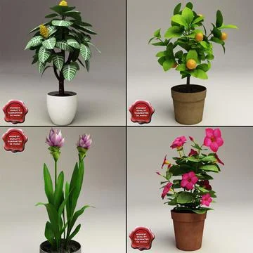 Home Plants Collection 3D Model