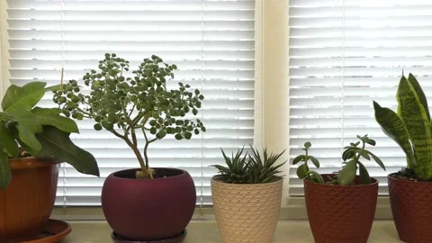 Home plants growing on the windowsill. Stock Footage 169568428
