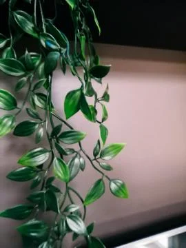 Home plants in pots in the interior Stock Photos