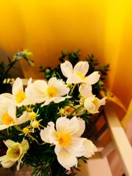 Home plants in pots in the interior Stock Photos