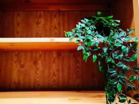 Home plants in pots in the interior Stock Photos