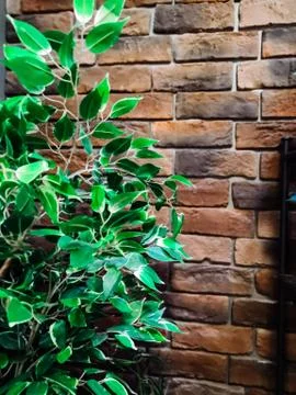 Home plants in pots in the interior Stock Photos