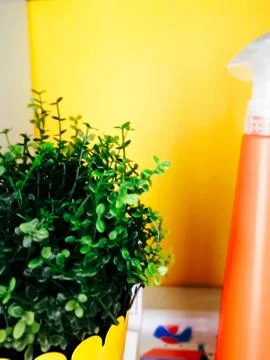 Home plants in pots in the interior Stock Photos