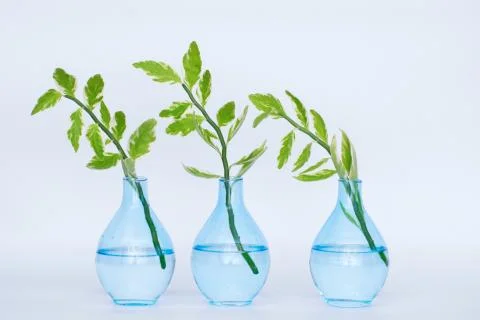 Home plants in vases for study in the laboratory. Concept of ecology. Stock Photos