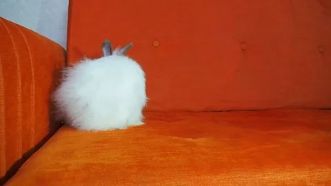 Home rabbit on the couch. Stock Footage