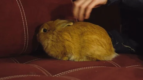 Home rabbit sitting on the couch. Decorative red rabbit. 4K UHD Footage Stock Footage 101030220