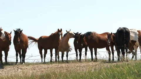 Home On The Range Horses Medium Shot Stock Footage 112728294