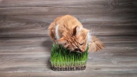 Home red cat biting and munching on young green grass. Video stock 291894988