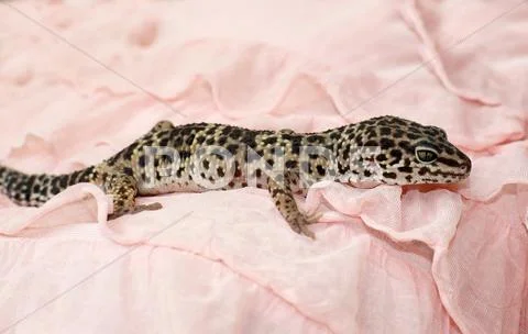 Home reptile Stock Photos