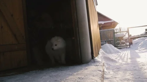 Home run out Samoyed puppies Stock Footage 59795209