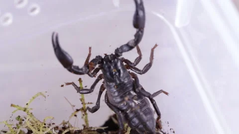 Home scorpion sitting 库存影片 121323725