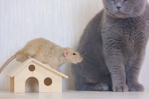 Home security concept. mouse beige. rat protects the Stock Photos