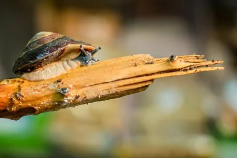 Home snail Stock Photos