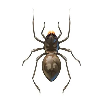 Home spider, macro of insect. Vector illustration Stock Illustration