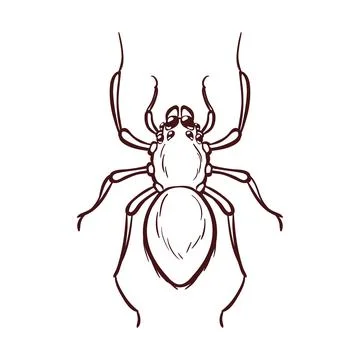 Home spider, macro of insect. Vector illustration Stock Illustration