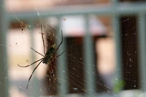 Home spider Stock Photos