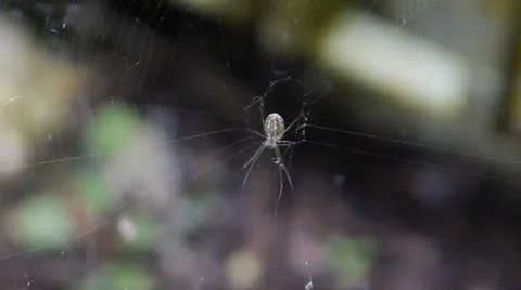 Home spider in web Stock Footage 25796992