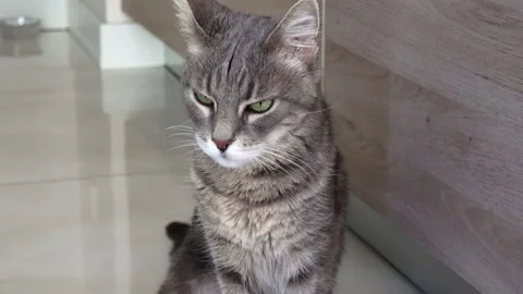 Home striped cat in the kitchen Stock Footage 87272585