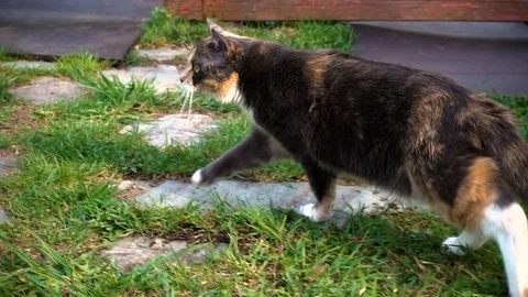 Home three color cat walks on the nature in the village Stock Footage 80870089