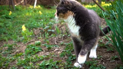 Home three color cat walks on the nature in the village Stock Footage 80870099