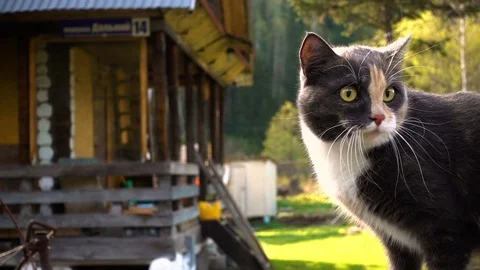 Home three color cat walks on the nature in the village Stock Footage 80870116