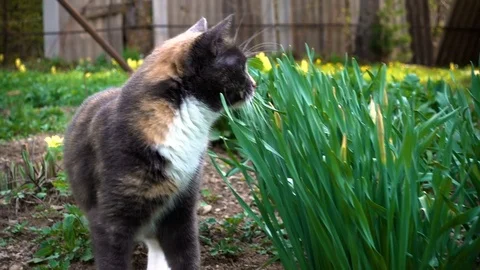 Home three color cat walks on the nature in the village Stock Footage 80870126
