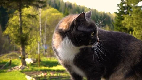 Home three color cat walks on the nature in the village Stock Footage 80870131