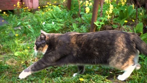 Home three color cat walks on the nature in the village Stock Footage 80870145