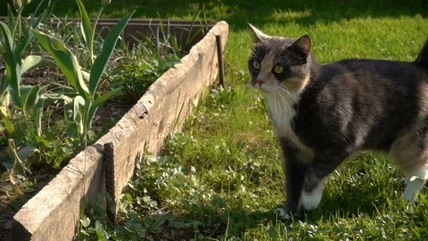 Home three color cat walks on the nature in the village Stock Footage 80870159