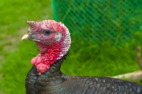 Home turkey close-up Stock Photos