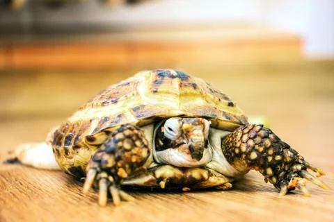 Home turtle crawling Stock-Fotos