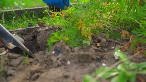 Home vegetable garden bed, hand pulling carrots from the soil close-up Stock Footage 279660474