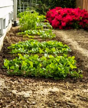 Home vegetable garden Stock Photos