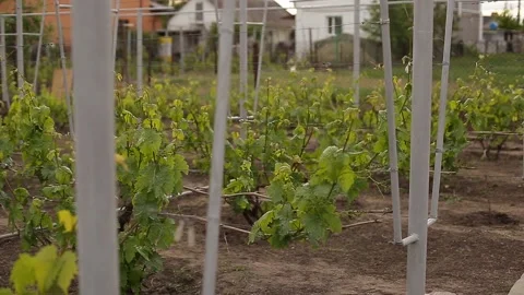 Home vineyard Stock Footage 131009189
