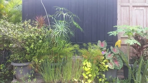 Home Wall Garden Stock Footage 305550097
