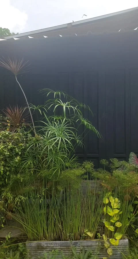 Home Wall Garden, Vertical Video stock 305550392