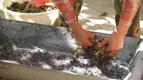Home Winemaking Stock Footage