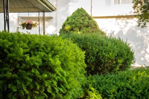Home Yard Hedges Stock Photos
